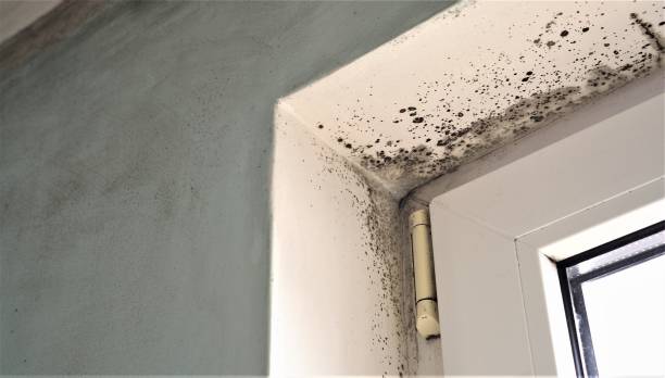 Professional Mold Removal in South Rosemary, NC